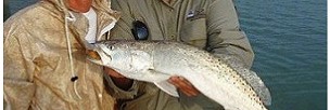 Speckled Trout